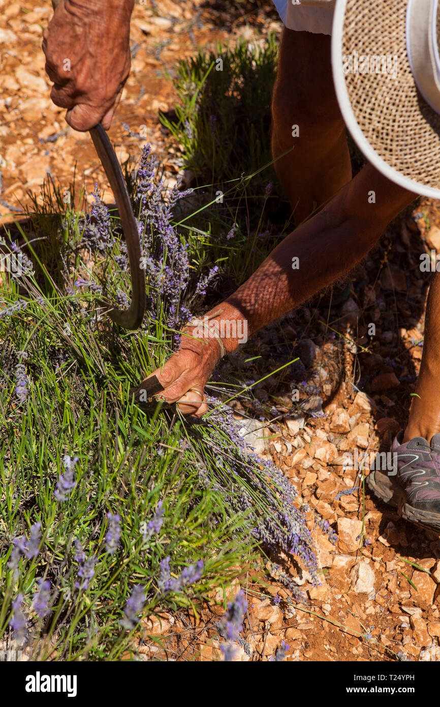 Simiane la Rotonde/ France -le 15 juillet 2017 : aujourd'hui, il est encore possible de voir comment les lavandes utilisé pour être récoltés au 20e siècle, avant les machines Banque D'Images