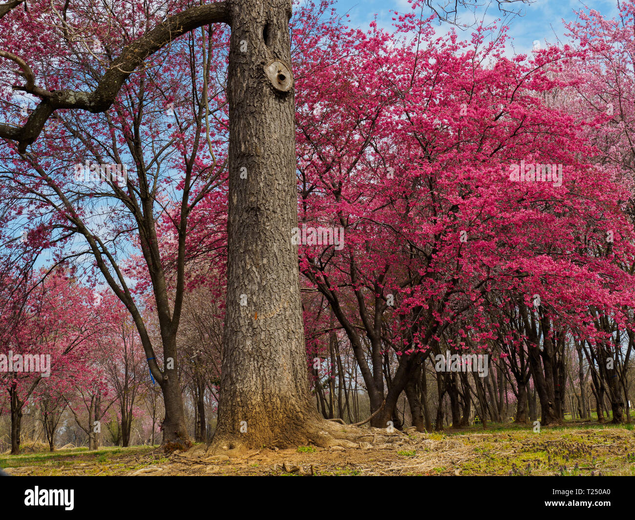 Les fleurs de cerisier rouge et l'Impératrice Tree Banque D'Images