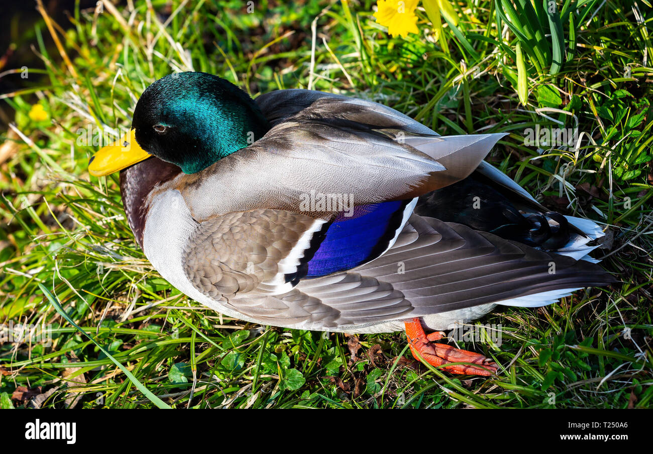 Gros plan du canard colvert mâle coloré assis sur River's Edge Banque D'Images
