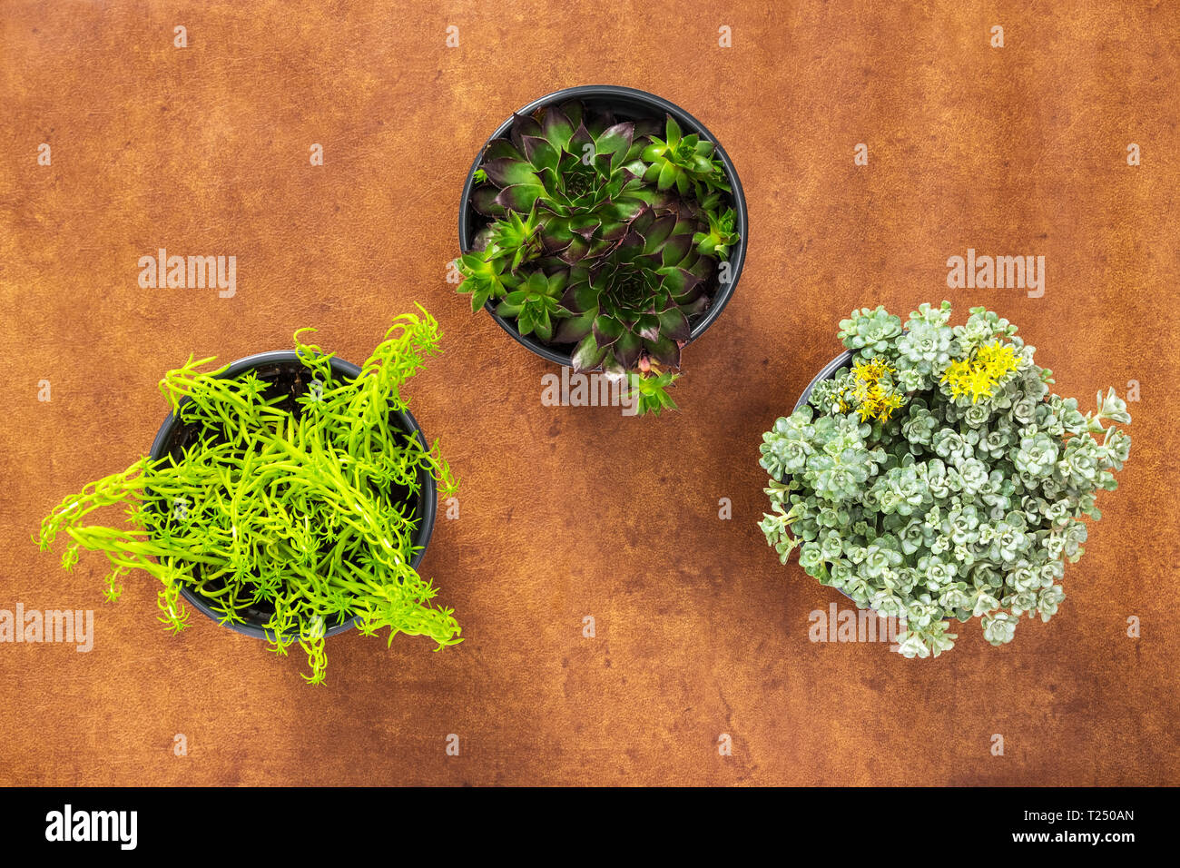 Trois belles plantes succulentes sur fond de cuir brun. Vue d'en haut. Banque D'Images