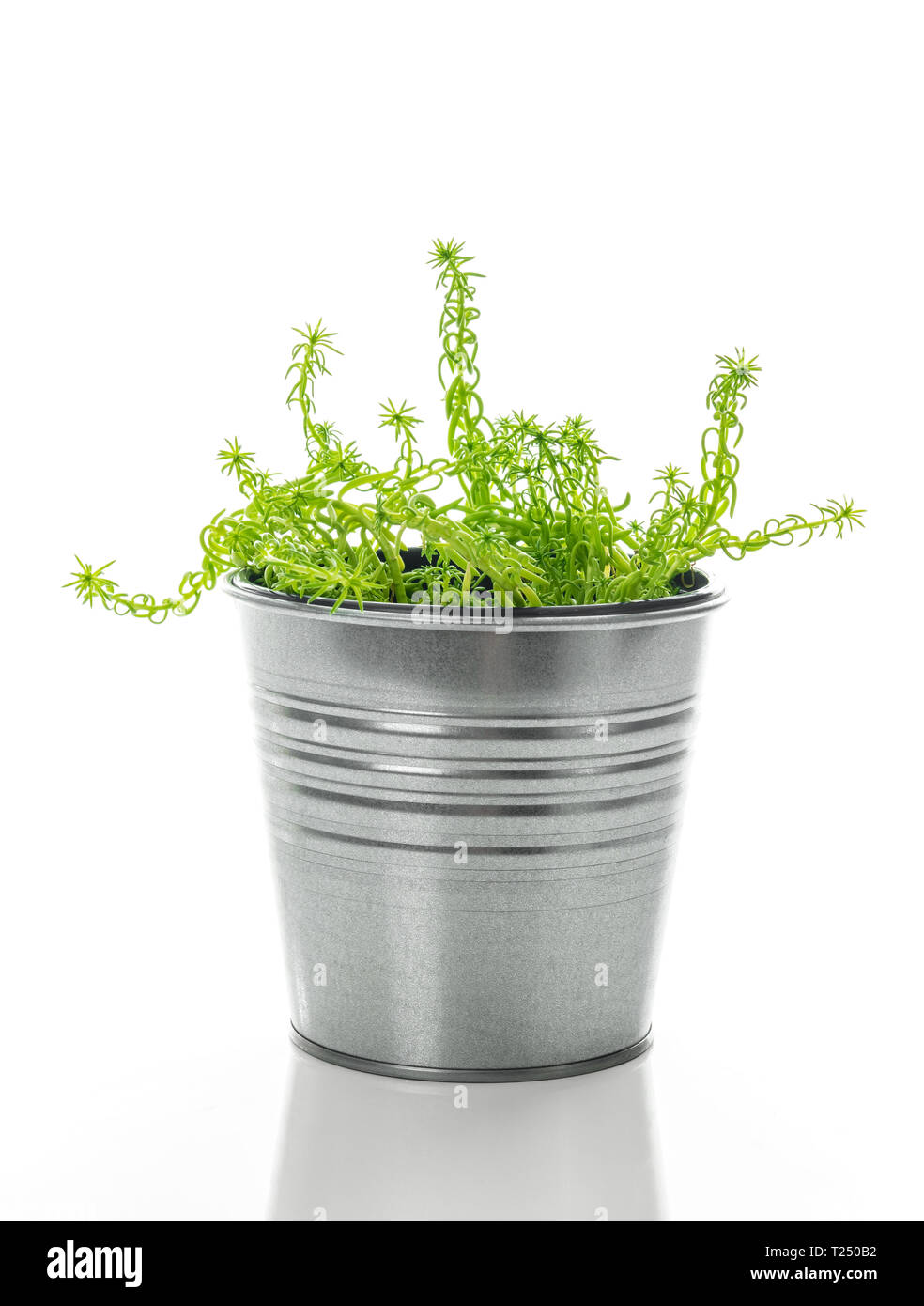 Sedum plante grasse dans un pot en métal, isolé sur fond blanc. Banque D'Images