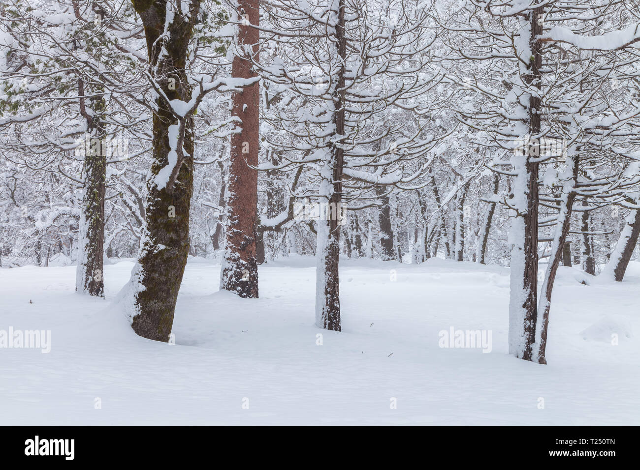 Couvrir d'arbres neige après une tempête hivernale dans la région de Yosemite National Park, California, United States. Banque D'Images