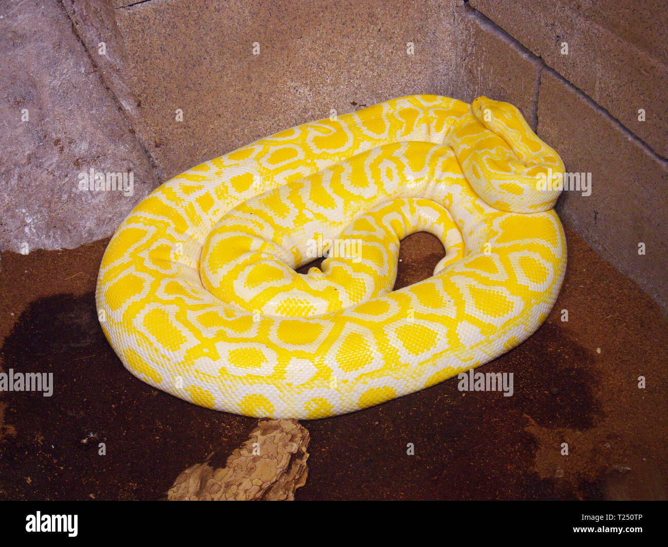 Serpent python jaune. De couleur jaune, à motifs, dangereuse créature Banque D'Images