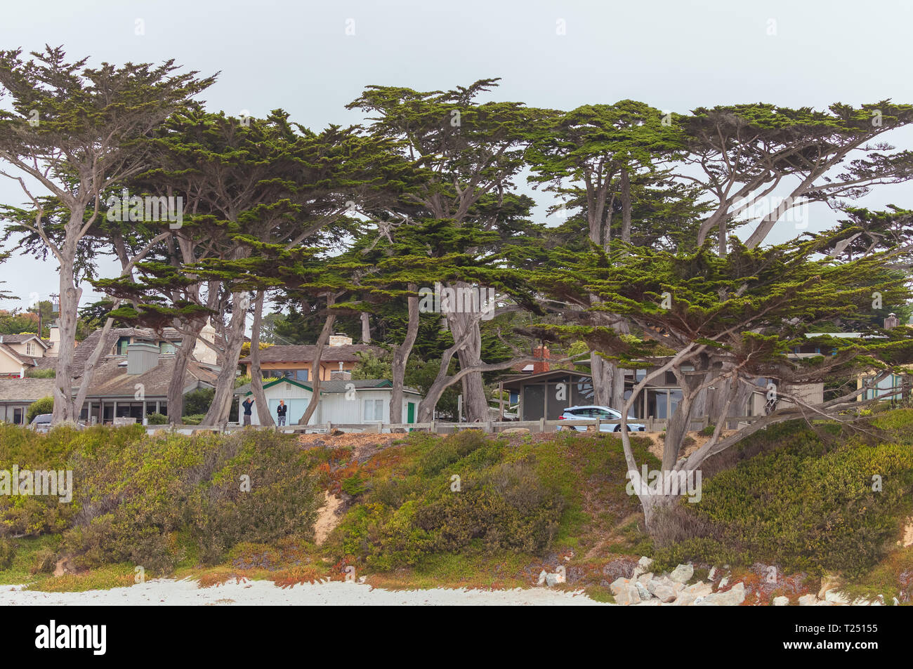 Cyprès (Cupressus macrocarpa) des arbres le long de la plage de Carmel à Carmel, en Californie, aux États-Unis. Banque D'Images