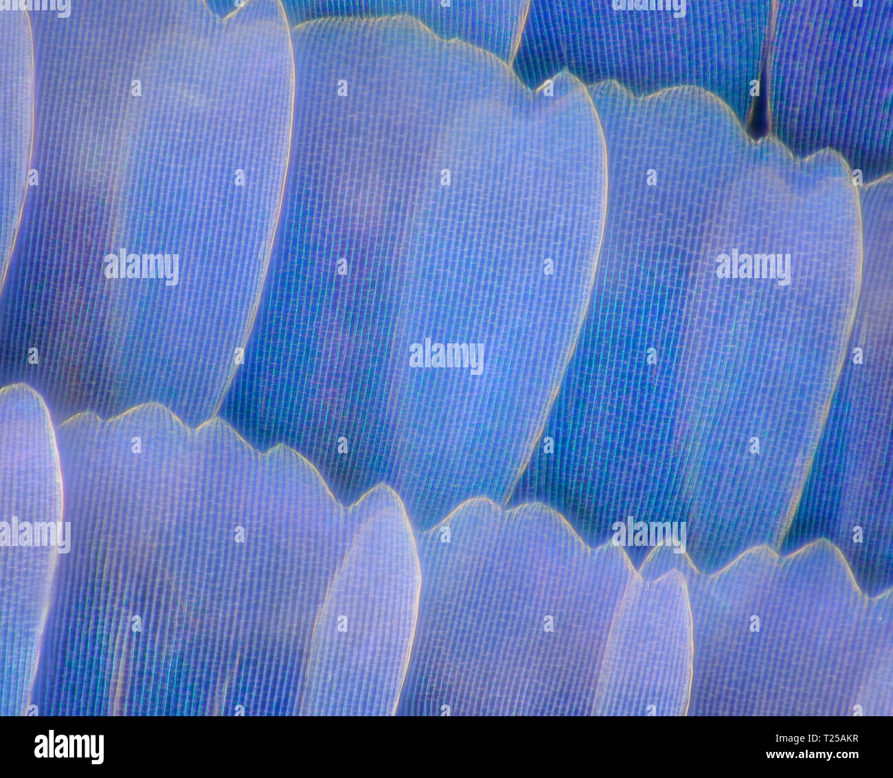 Grossissement extrême - wingm Papillon Bleu morpho morpho peleides (aile), agrandissement de 100:1 Banque D'Images