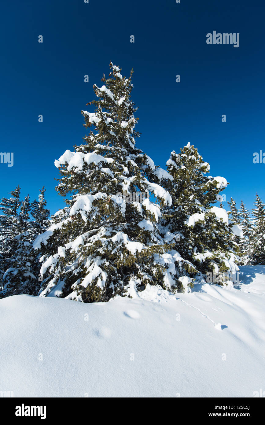 Vue panoramique de la neige a couvert des pins sur conifères alpin montagne en hiver sur fond de ciel bleu Banque D'Images