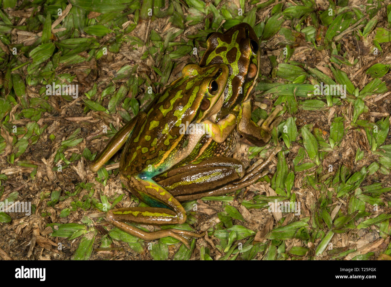 Paire d'accouplement de vert et golden bell les grenouilles (Litoria aurea), espèce introduite en Nouvelle-Calédonie. Hienghene. Banque D'Images