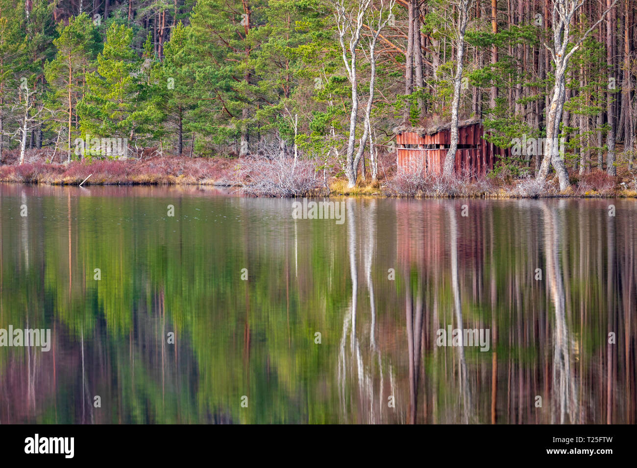 L'observation des oiseaux et de la faune se cacher le long de la paisible et calme rives de l'hidden Uath Lochan près d'Aviemore reflété dans le lac un jour de printemps Banque D'Images