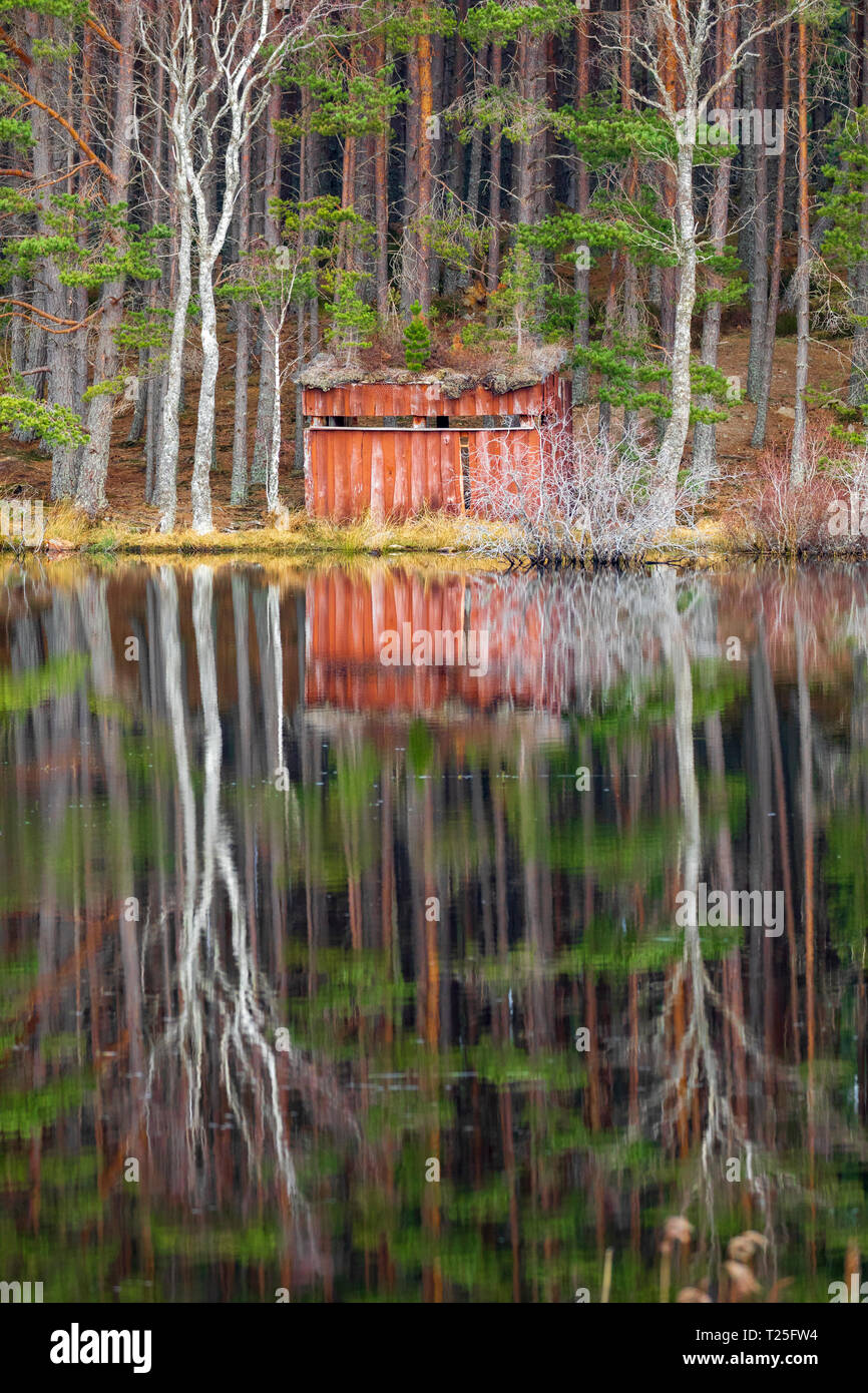 L'observation des oiseaux et de la faune se cacher le long de la paisible et calme rives de l'hidden Uath Lochan près d'Aviemore reflété dans le lac un jour de printemps Banque D'Images