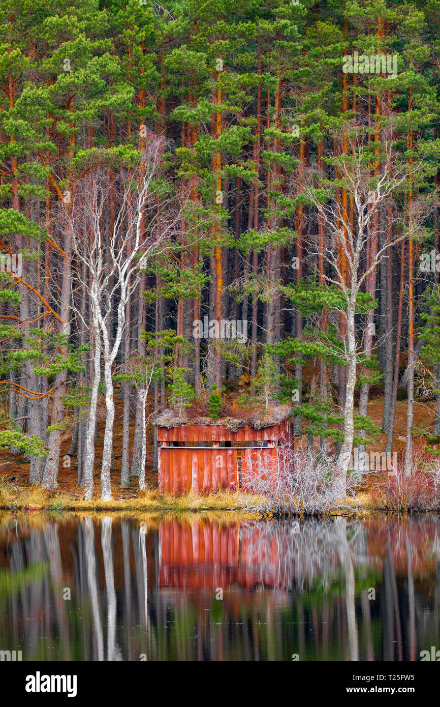 L'observation des oiseaux et de la faune se cacher le long de la paisible et calme rives de l'hidden Uath Lochan près d'Aviemore reflété dans le lac un jour de printemps Banque D'Images