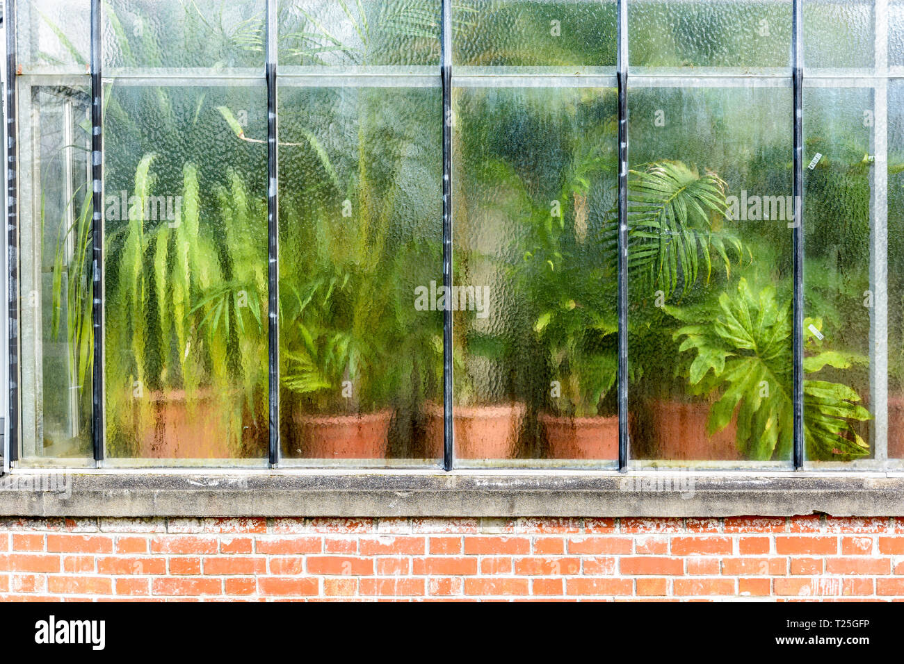 Vue de l'extérieur de différents types de plantes en pot vert derrière le mur de verre de distorsion d'une serre tropicale sur des murs en brique. Banque D'Images