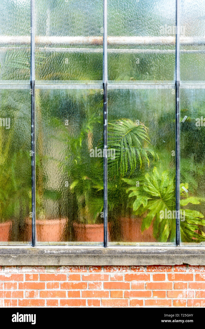 Vue de l'extérieur de différents types de plantes en pot vert derrière le mur de verre de distorsion d'une serre tropicale sur des murs en brique. Banque D'Images