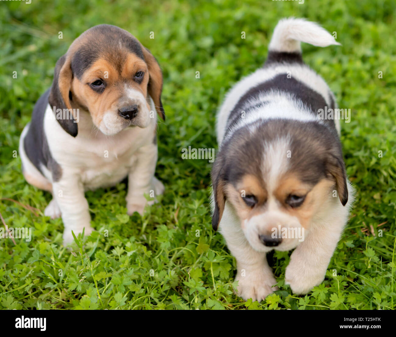 Belle chiots beagle marron et noir sur l'herbe verte Banque D'Images