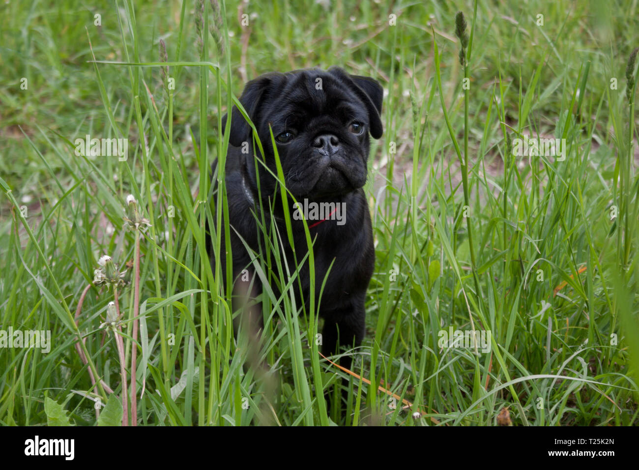 Le pug chinois chiot est assis dans l'herbe verte. Mastiff néerlandais ou à franges. Animaux de compagnie. Banque D'Images