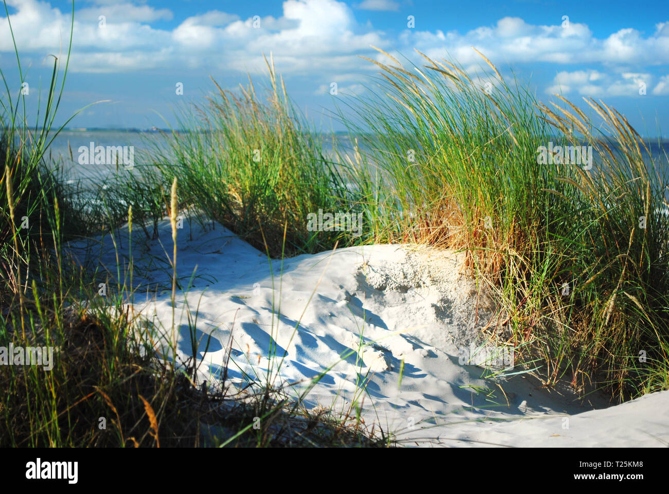 Dune et dune herbe à la mer Banque D'Images