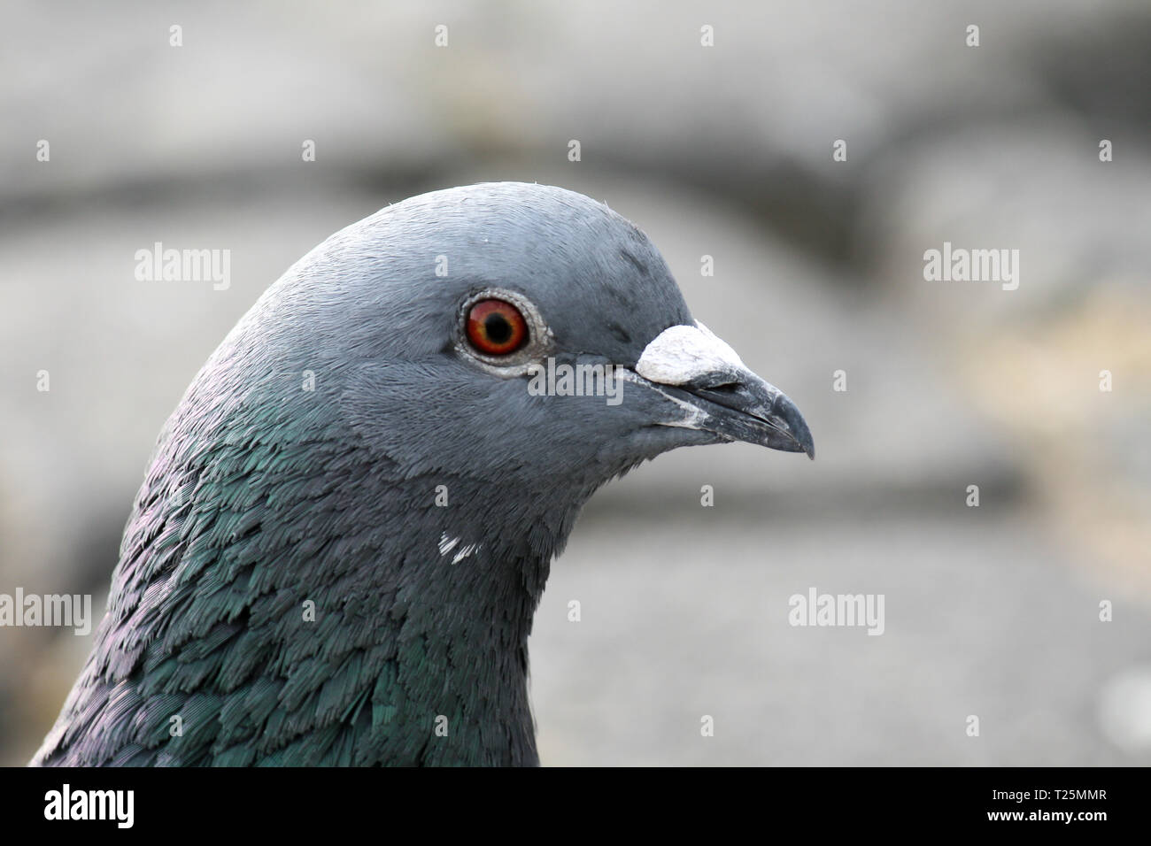 Portrait d'un pigeon gris Banque D'Images