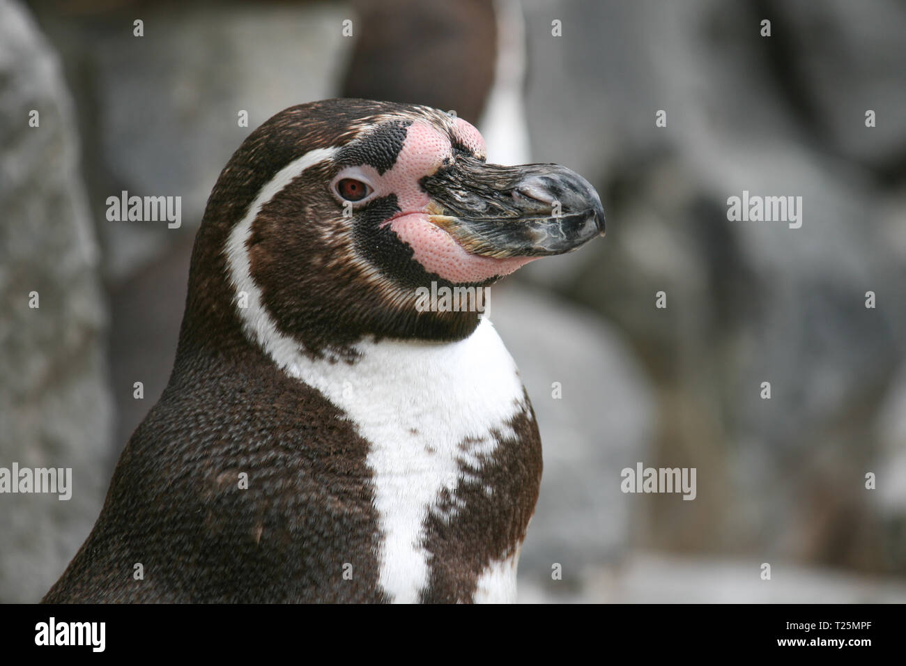 Portrait d'un pingouin Banque D'Images