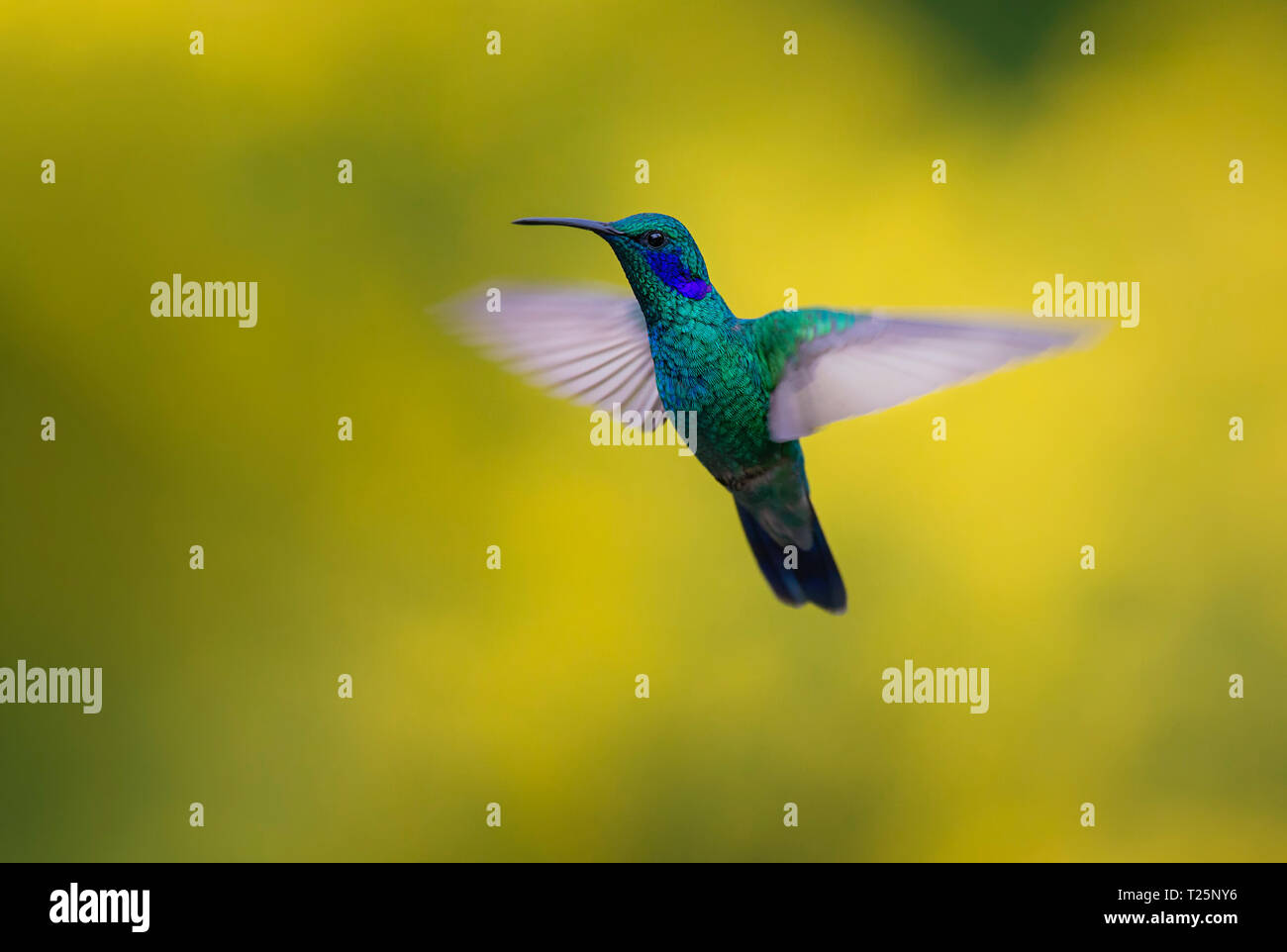 Moindre Violetear planant sur fond jaune Banque D'Images