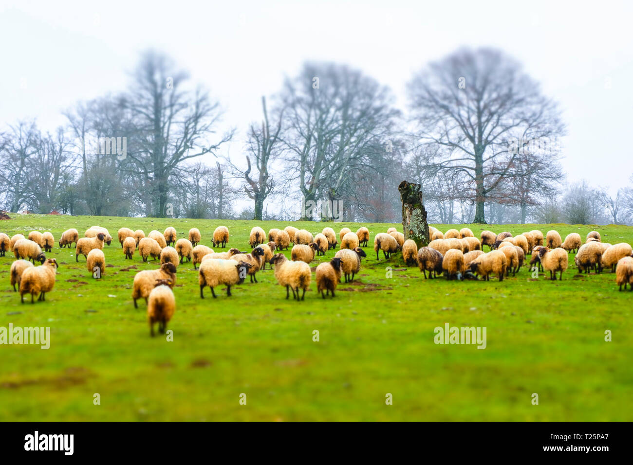 Troupeau de moutons dans une prairie. Banque D'Images