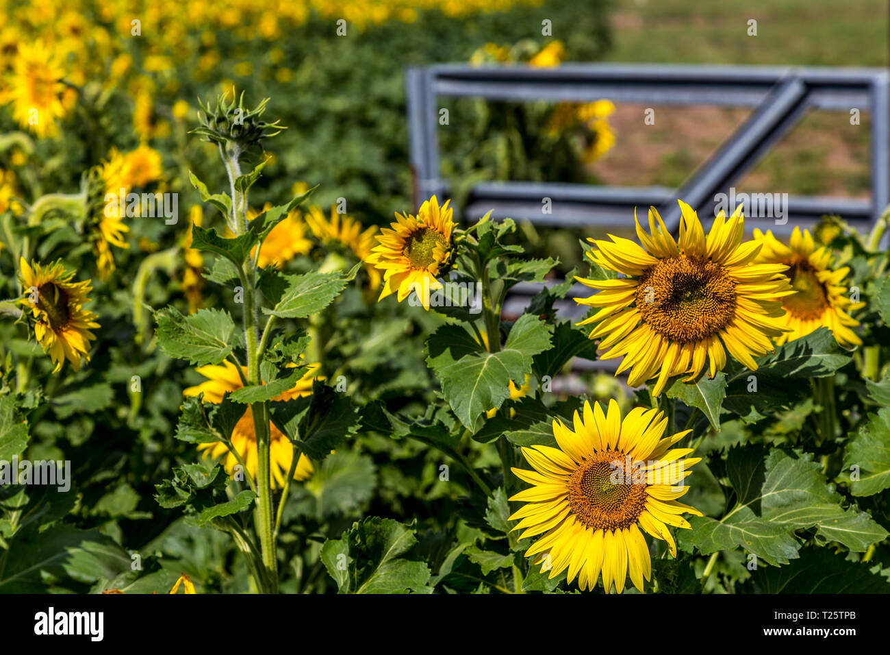 Tournesols - fleur de l'état du Kansas Banque D'Images