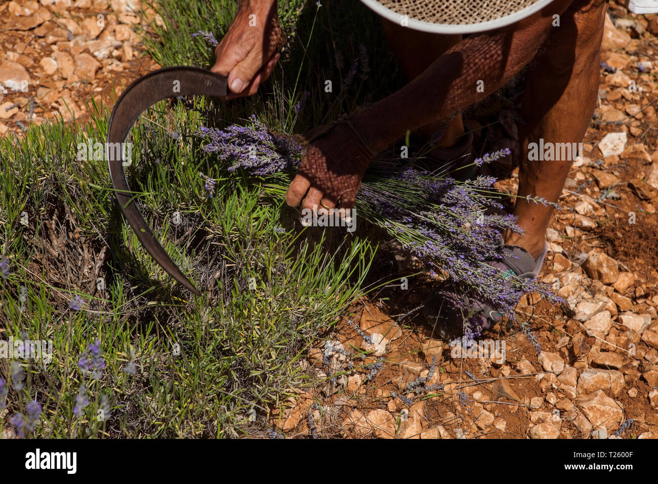 Simiane la Rotonde/ France -le 15 juillet 2017 : aujourd'hui, il est encore possible de voir comment les lavandes utilisé pour être récoltés au 20e siècle, avant les machines Banque D'Images