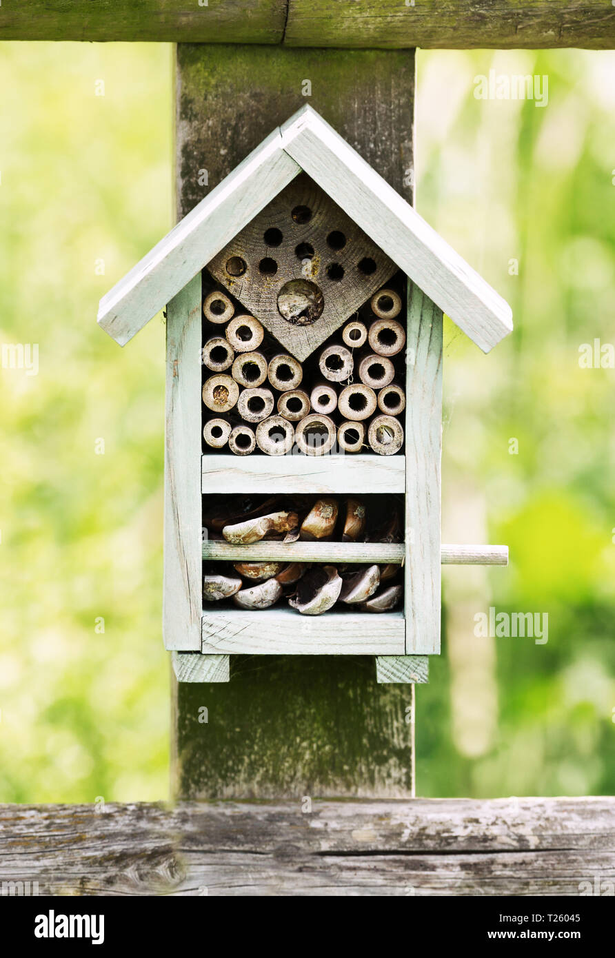 Close up d'un insecte sur un hôtel en bois. Banque D'Images