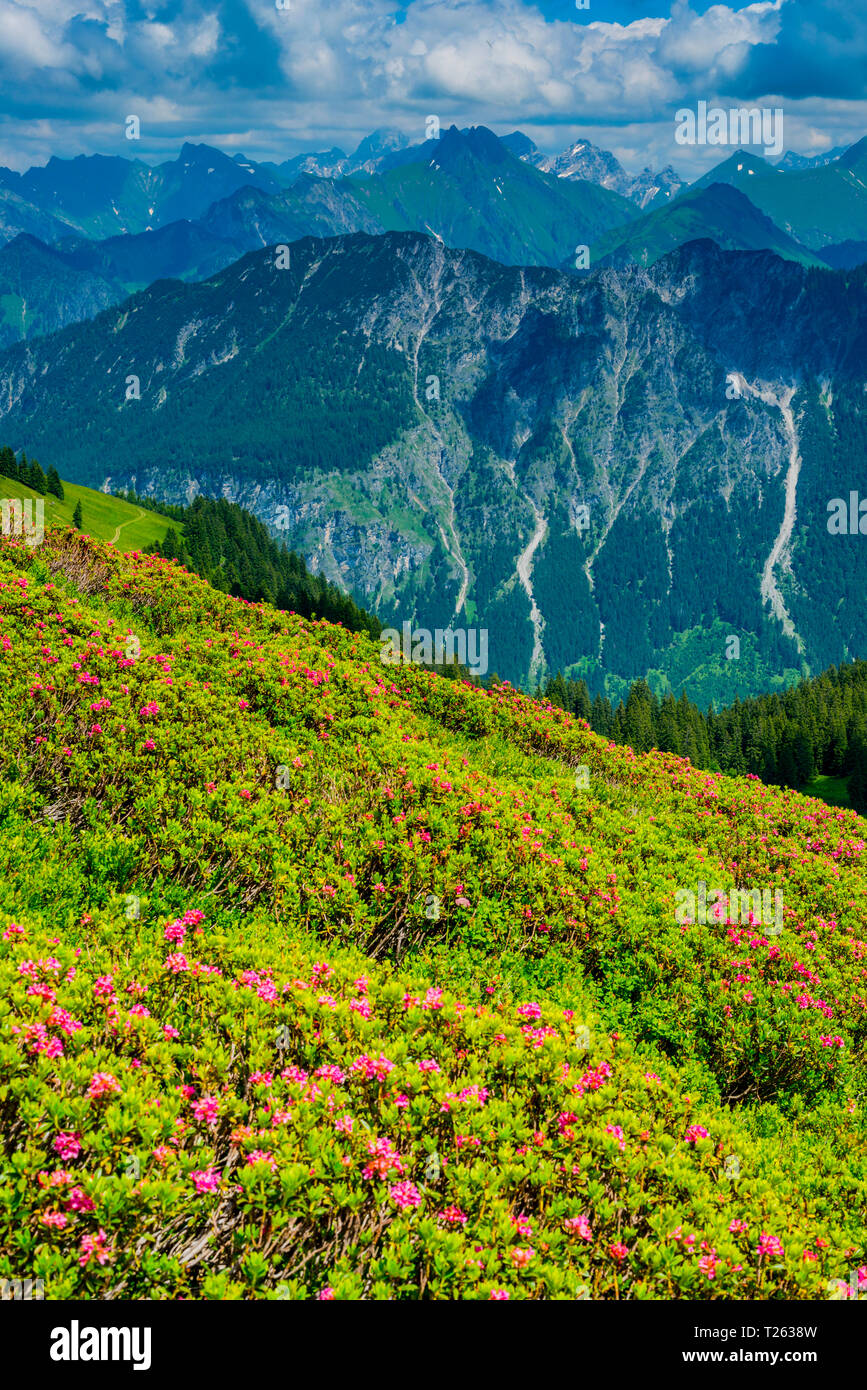 Germany, Bavaria, Allgaeu, Allgaeu, Alpes Vue de Fellhorn à Hoefats, la floraison des roses des Alpes Banque D'Images