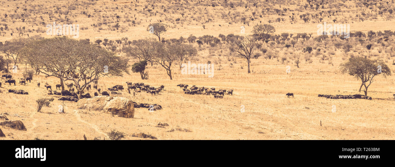 Les buffles sur les plaines de savane à Tsavo park, Kenya Banque D'Images