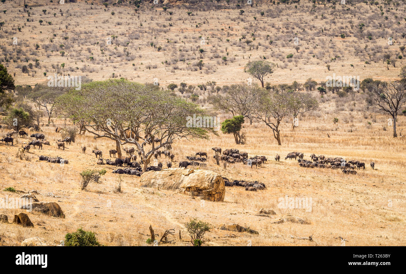 Les buffles sur les plaines de savane à Tsavo park, Kenya Banque D'Images
