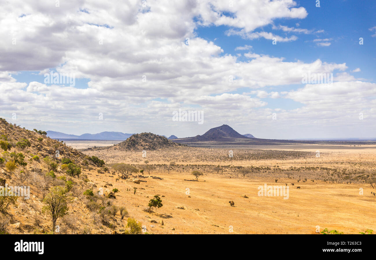 Les éléphants sur les plaines de savane à Tsavo park, Kenya Banque D'Images