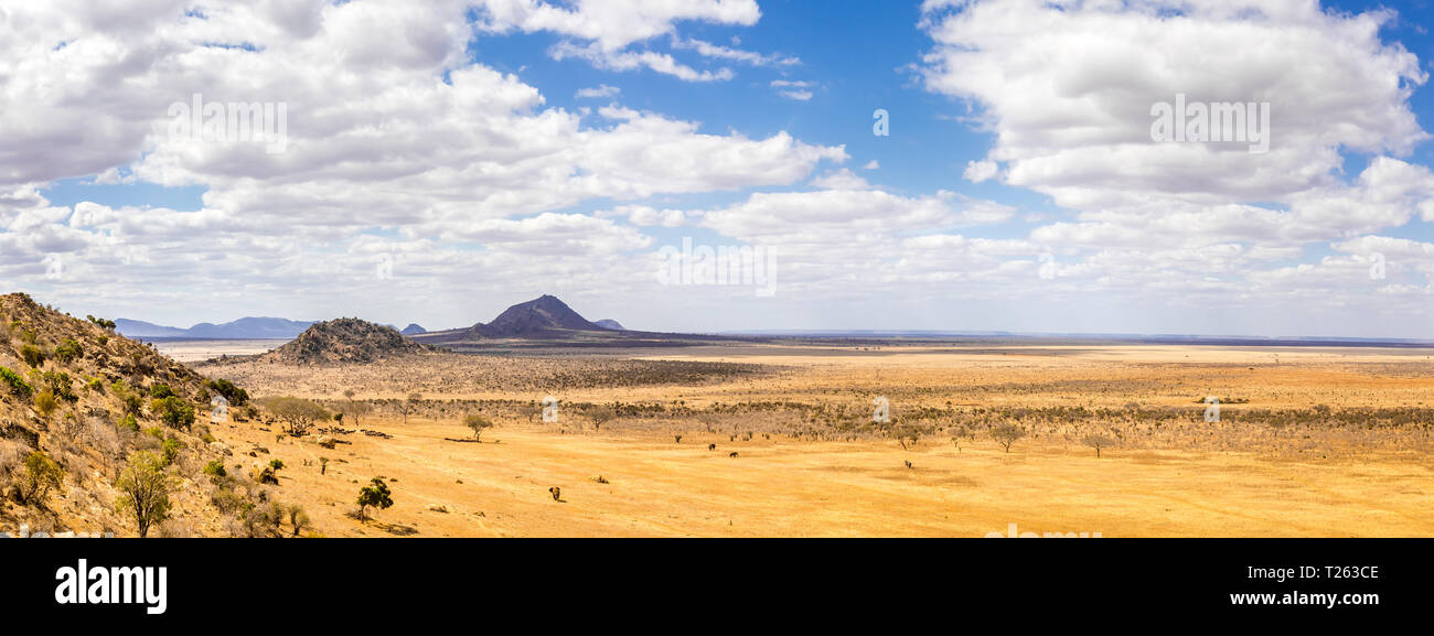 Les éléphants sur les plaines de savane à Tsavo park, Kenya Banque D'Images