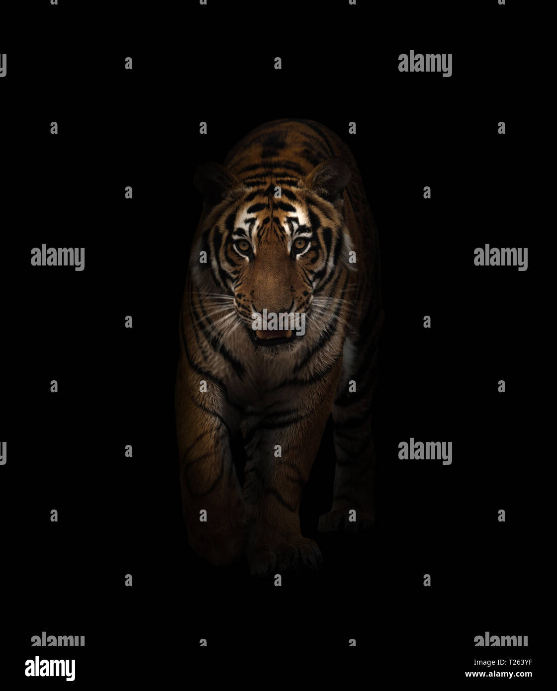 Tigre du Bengale dans l'arrière-plan noir Banque D'Images