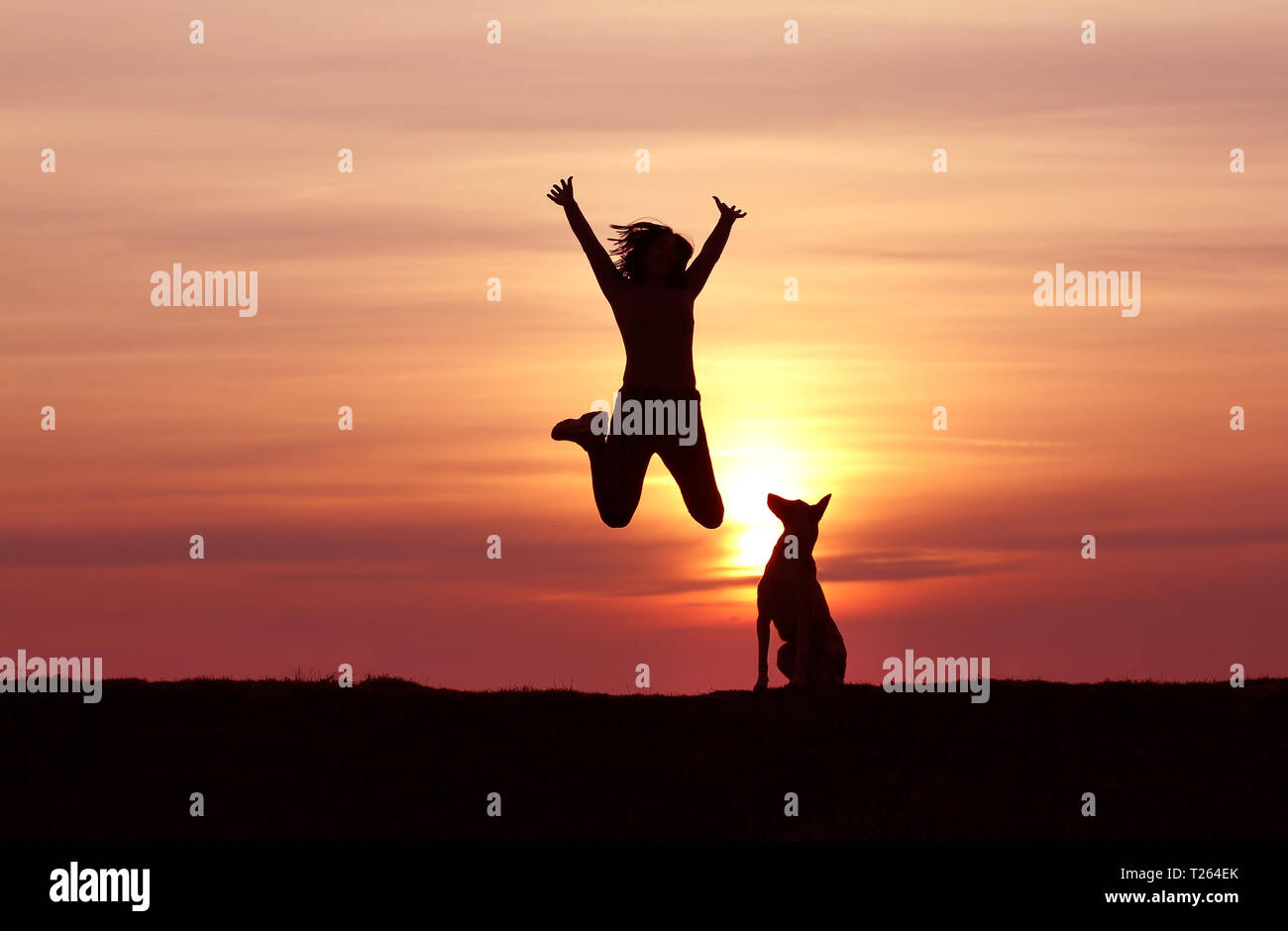 Silhouettes Girl and dog au coucher du soleil, Berger Belge Malinois, race, coucher du soleil incroyable athletic girl jumping, le chien regarde le jumping girl Banque D'Images