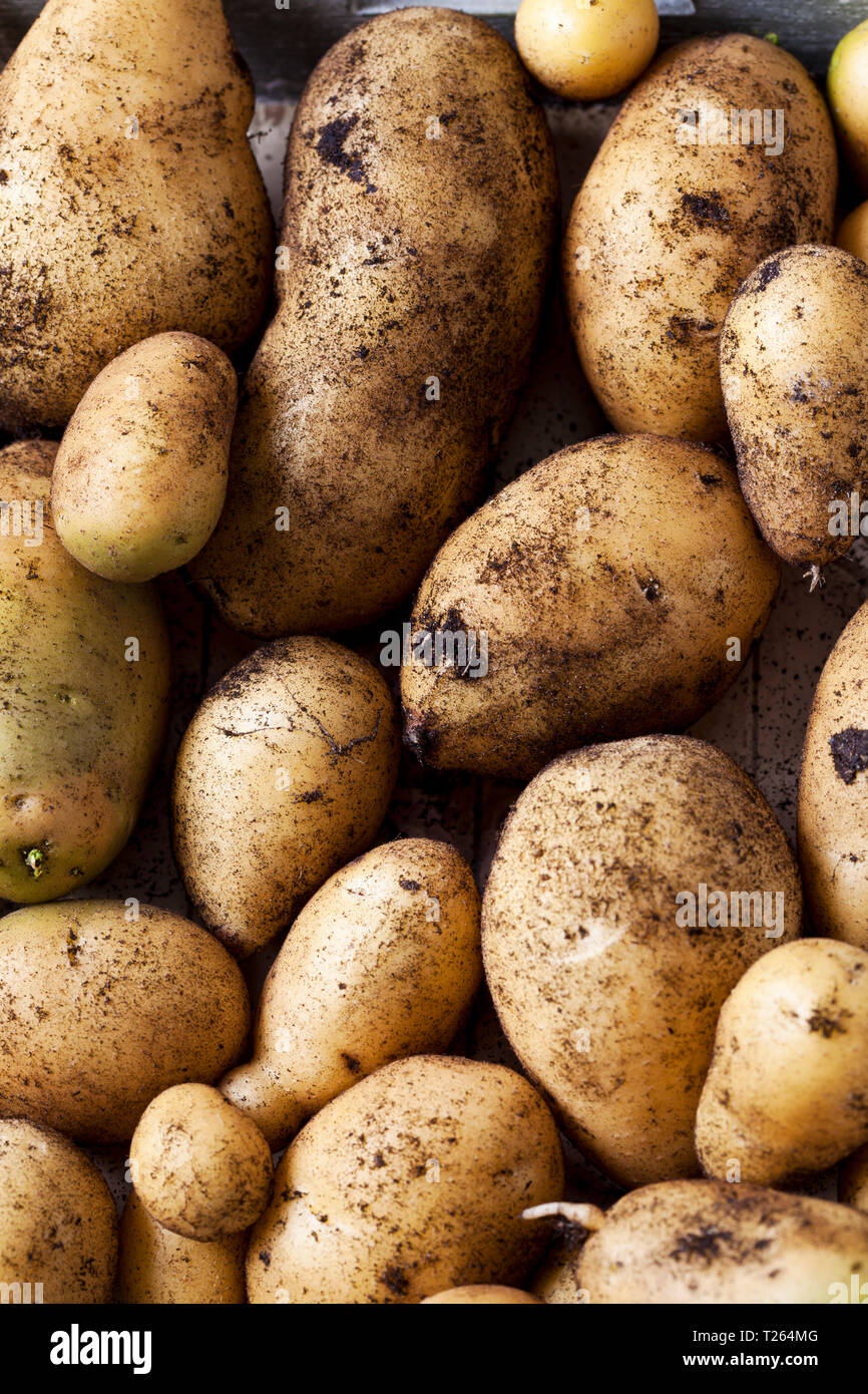 Pommes de forage Banque D'Images