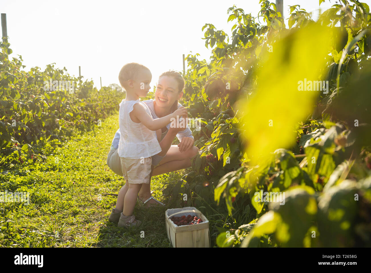 Et mère heureuse petite fille cueillir des baies en été Banque D'Images