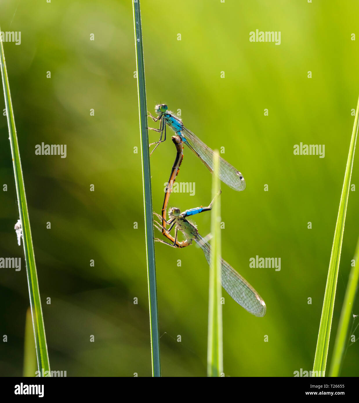 Les deux demoiselles à queue bleue en face de fond vert Banque D'Images