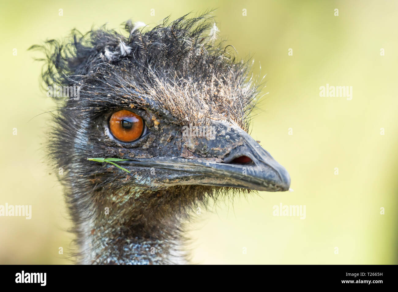 Close up portrait of autruche emu à huis clos avec l'oeil droit.fond flou.Tête d'Animal.La photographie d'espèces sauvages.Plus Grand, oiseaux coureurs. Banque D'Images