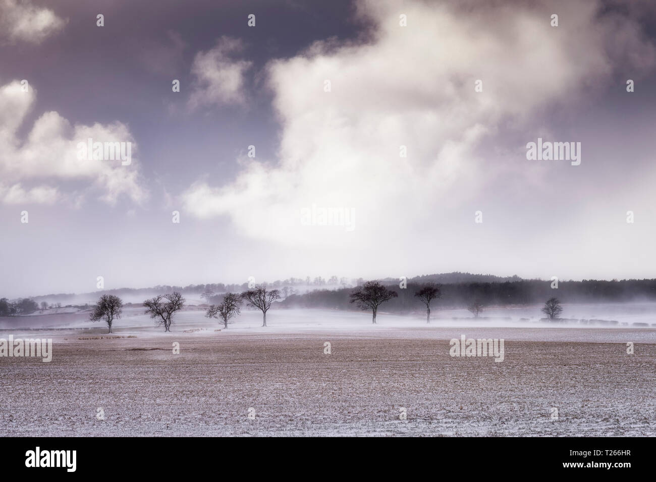 Royaume-uni, Ecosse, East Lothian, North Berwick, arbres dans la neige Banque D'Images