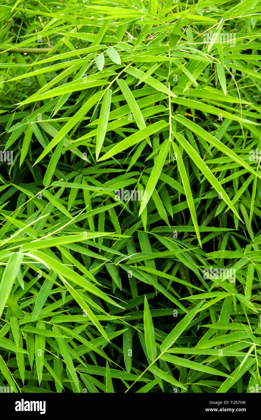 De couleur vert vif des feuilles de bambou / fond vert Photo Stock - Alamy