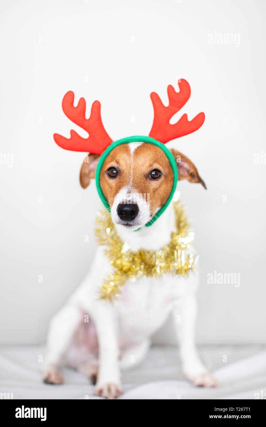 Portrait de chien bandeau 18-23et golden garland Banque D'Images