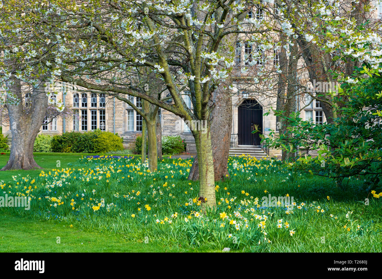 Printemps jonquilles en jardin à St Salvator's Hall de résidence , chambres d'étudiants, à l'Université de St Andrews, Fife, Scotland, UK Banque D'Images