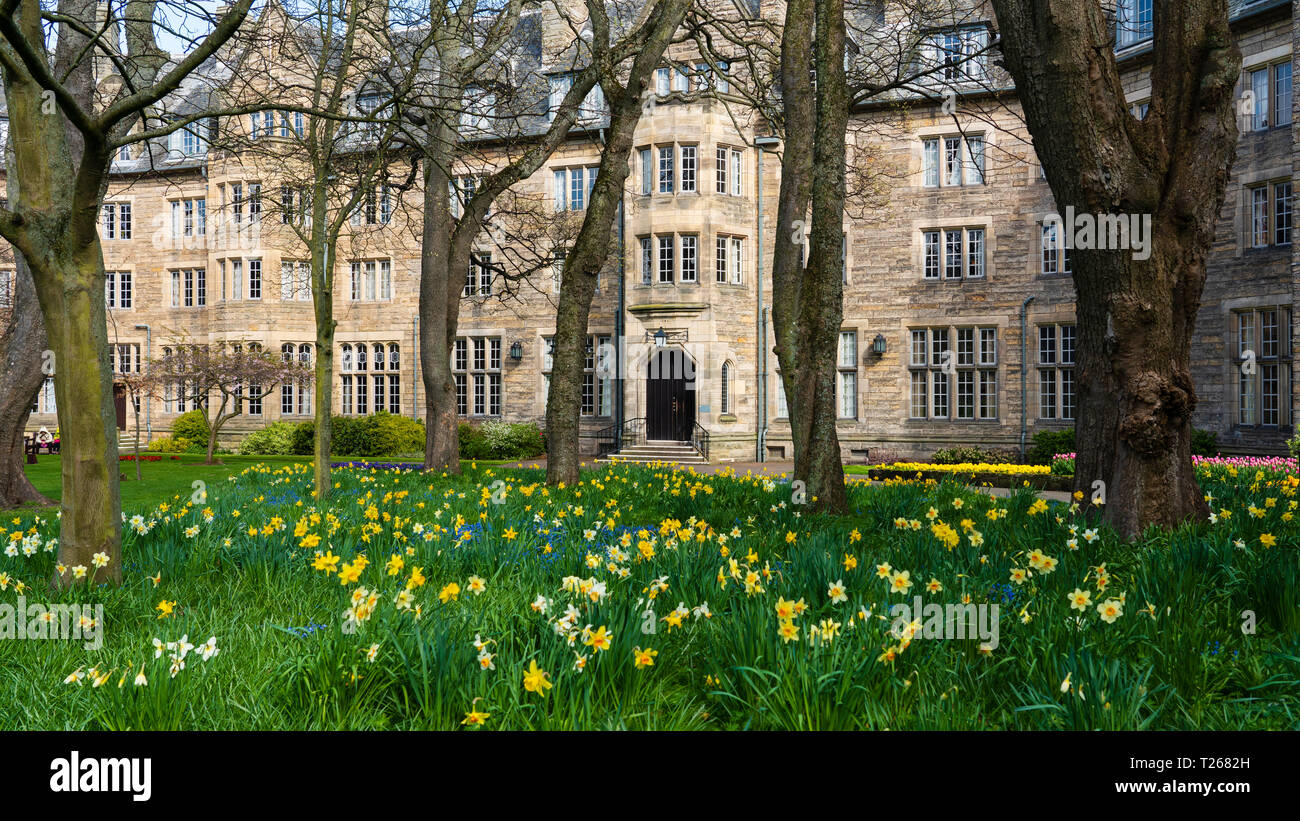 Printemps jonquilles en jardin à St Salvator's Hall de résidence , chambres d'étudiants, à l'Université de St Andrews, Fife, Scotland, UK Banque D'Images