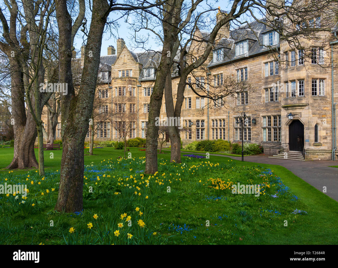 Printemps jonquilles en jardin à St Salvator's Hall de résidence , chambres d'étudiants, à l'Université de St Andrews, Fife, Scotland, UK Banque D'Images