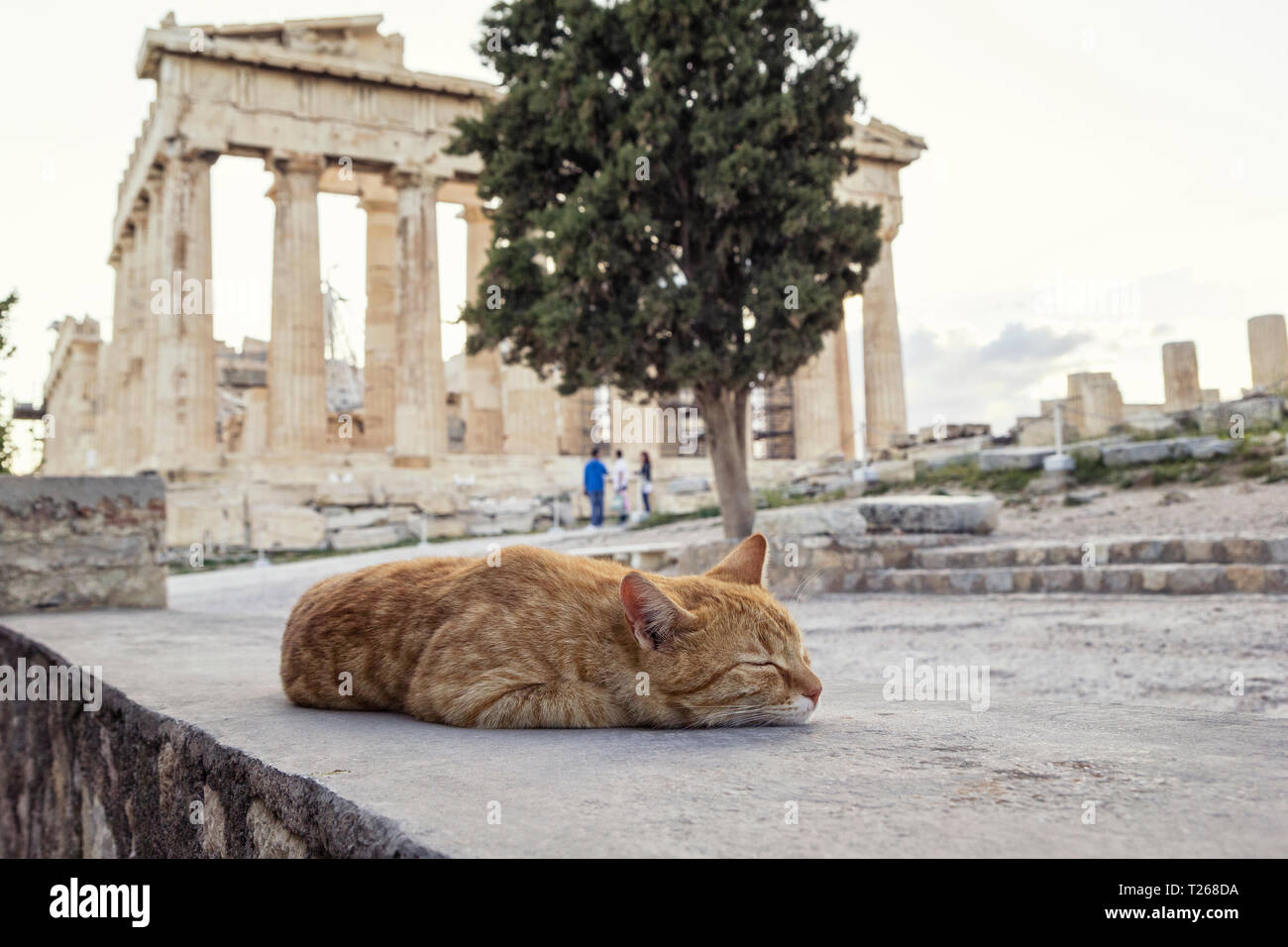 Grèce, Athènes, acropole, sleeping cat en face du Parthénon Banque D'Images
