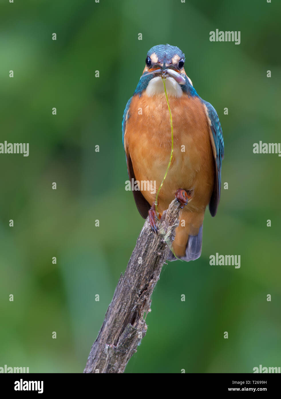 Kingfisher commun full face avec un petit poisson dans le bec Banque D'Images