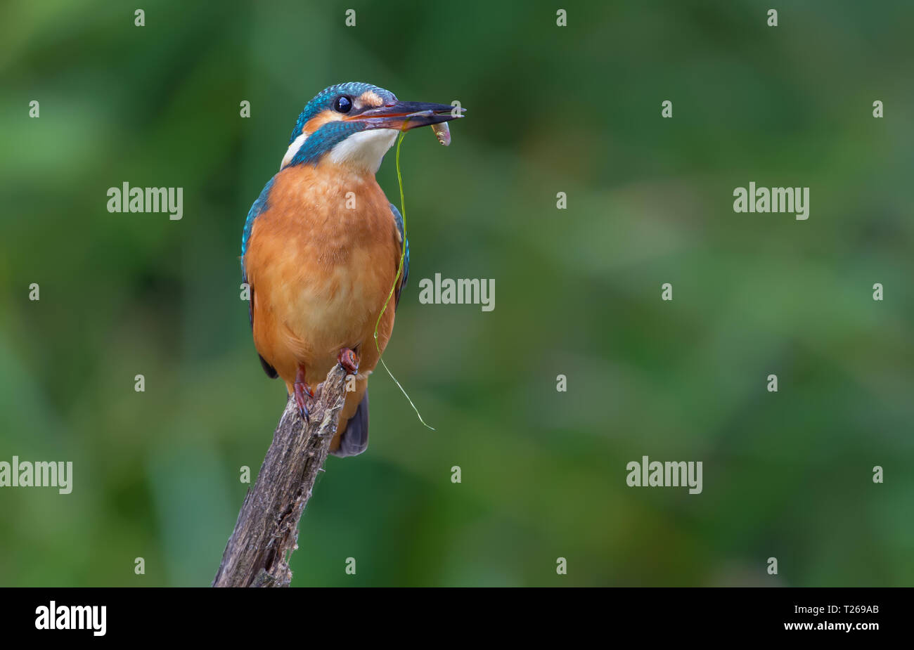Kingfisher commun avec un petit poisson dans le bec Banque D'Images