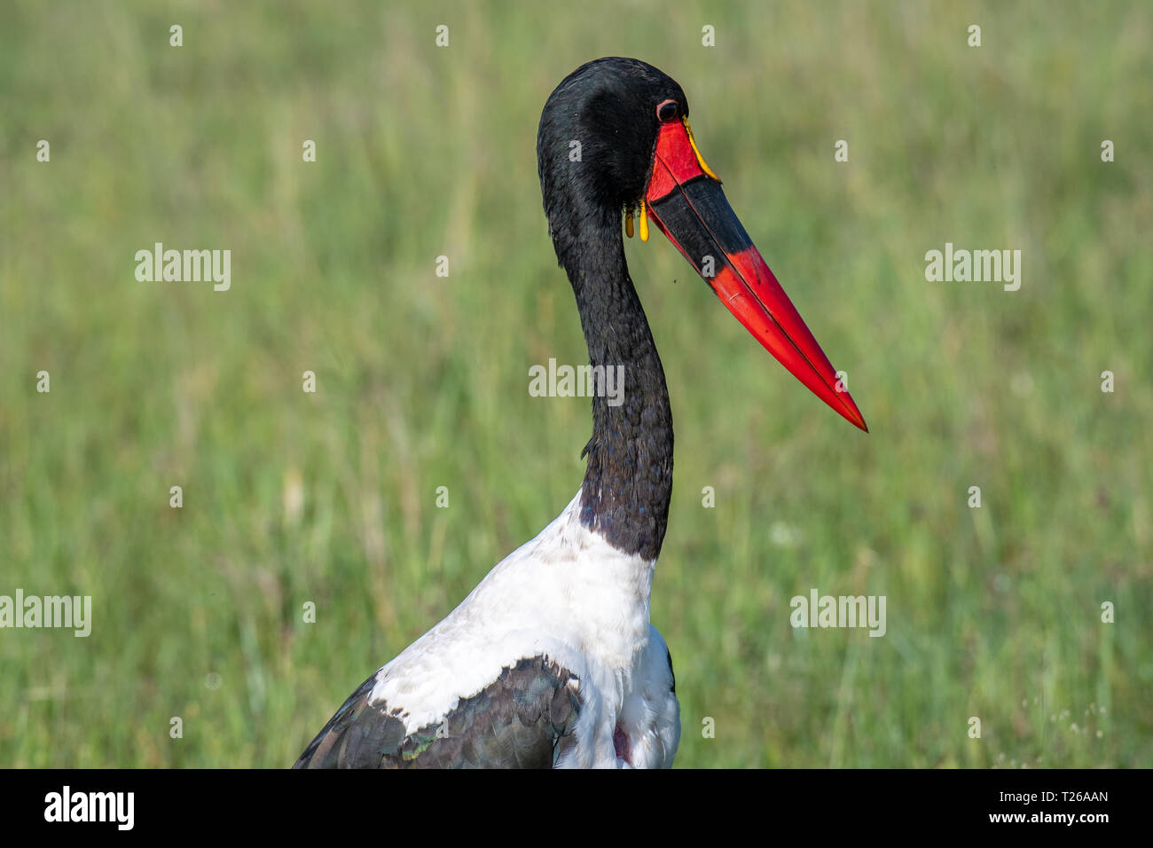 Saddlebill, ou d'une selle-billed stork (Ephippiorhynchus senegalensis), Maasai Mara National Reserve, Kenya Banque D'Images