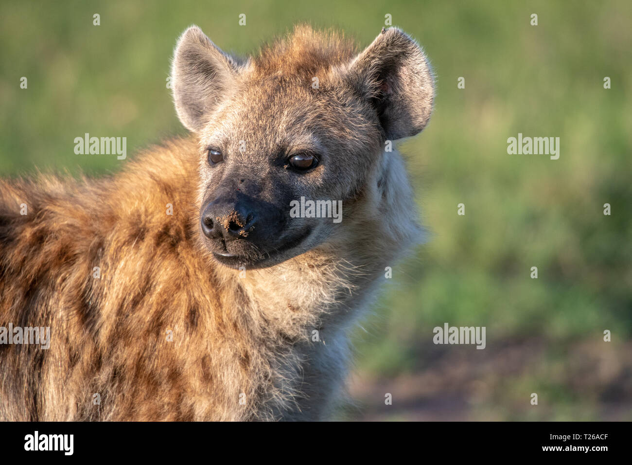 Un gros plan d'une hyène tachetée (Crocuta crocuta), également connu sous le nom de l'hyène riant Masai Mara National Reserve, Kenya, Banque D'Images