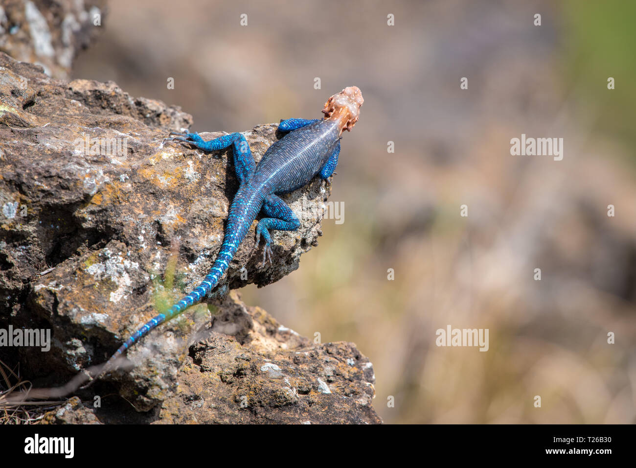 Agama commun, rock à tête rouge, Agama agama Agama ou arc-en-ciel (Agama) Le Parc National de Nakuru, Kenya Banque D'Images