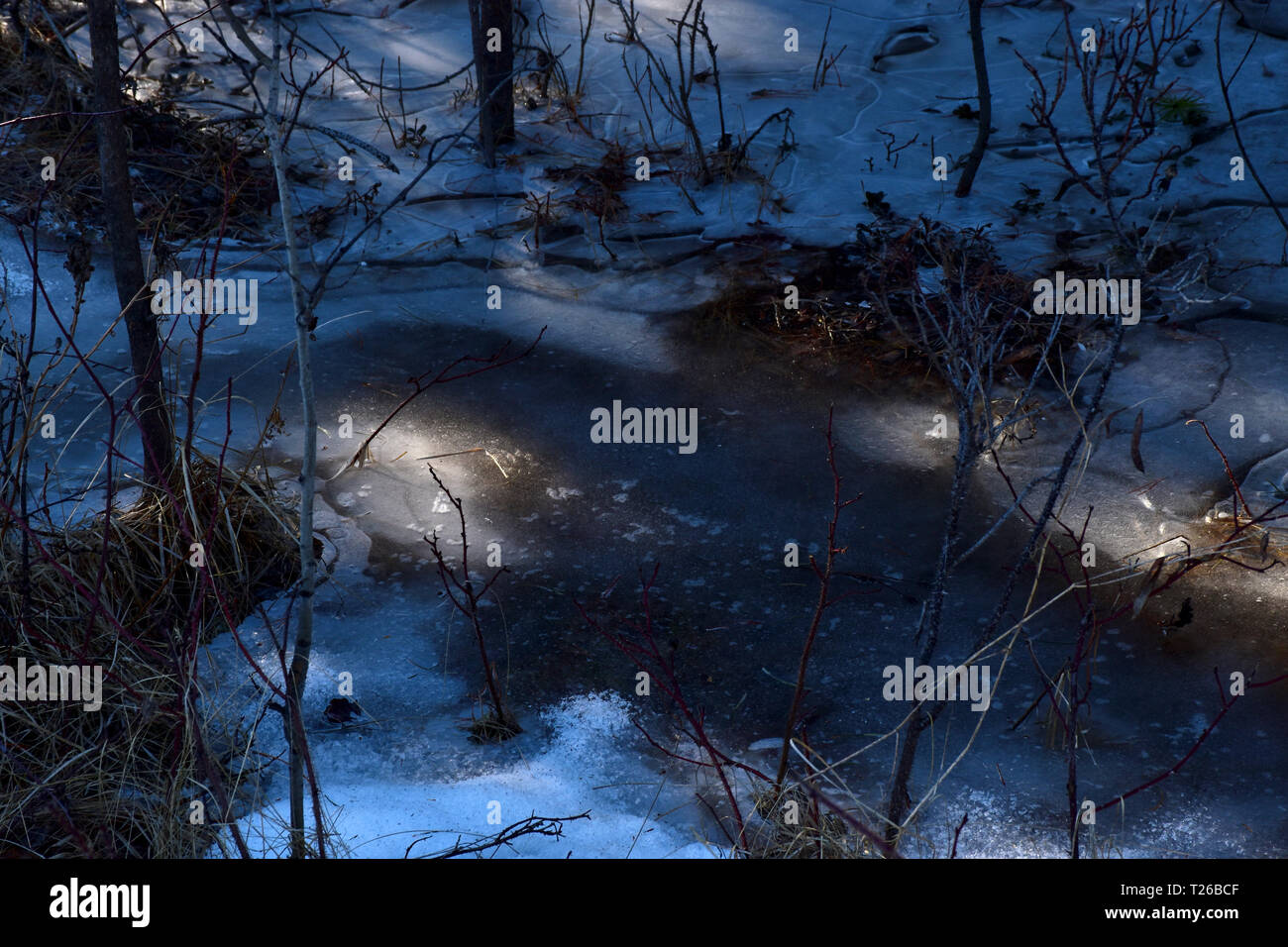 Les flaques de glace au début du printemps en C.-B., Canada Banque D'Images